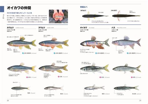 日本魚種類|画像一覧 ｜ 淡水魚図鑑（在来種） ｜ 図鑑 ｜ 大阪府 